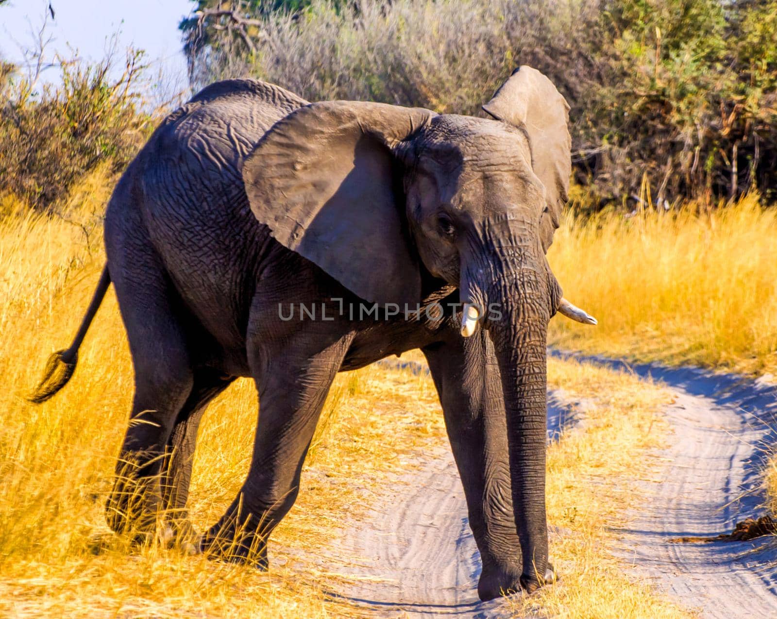 Laikipia ,Kenya wildlife  Pictures by TravelSync27