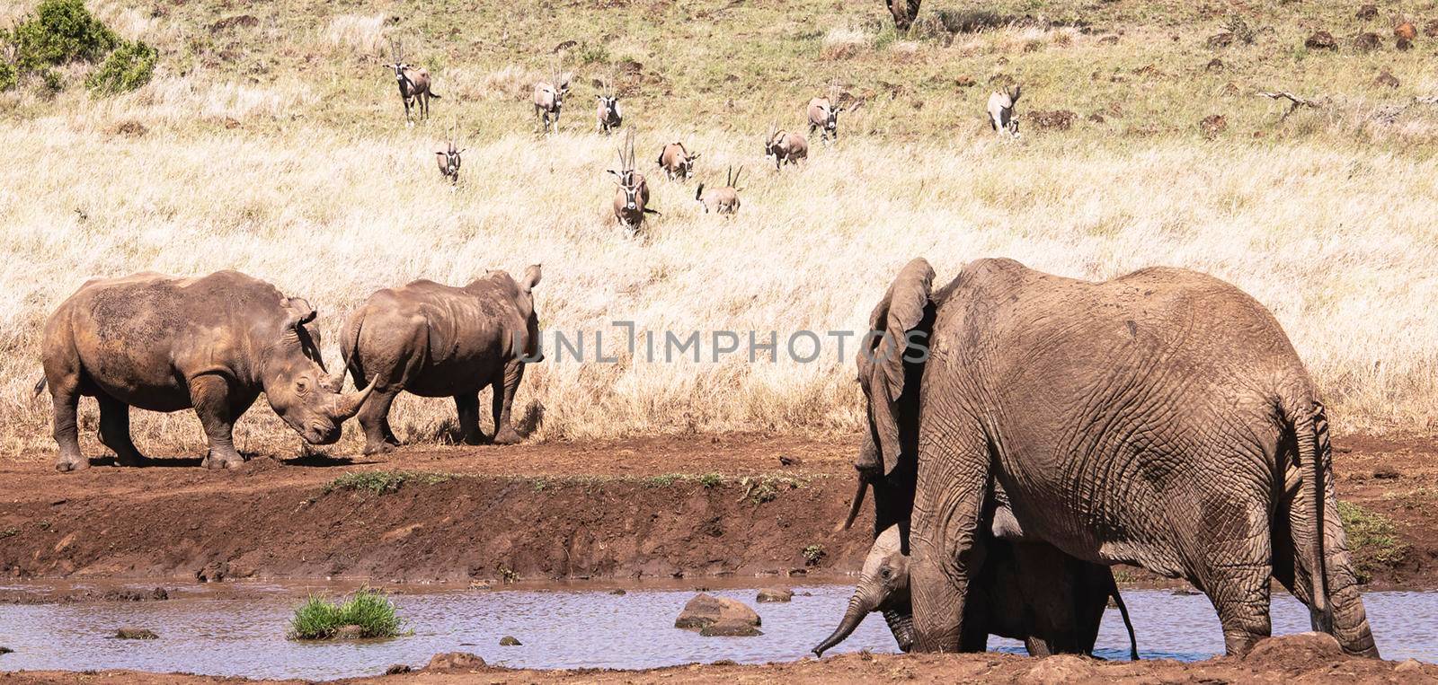 Laikipia ,Kenya wildlife  Pictures by TravelSync27