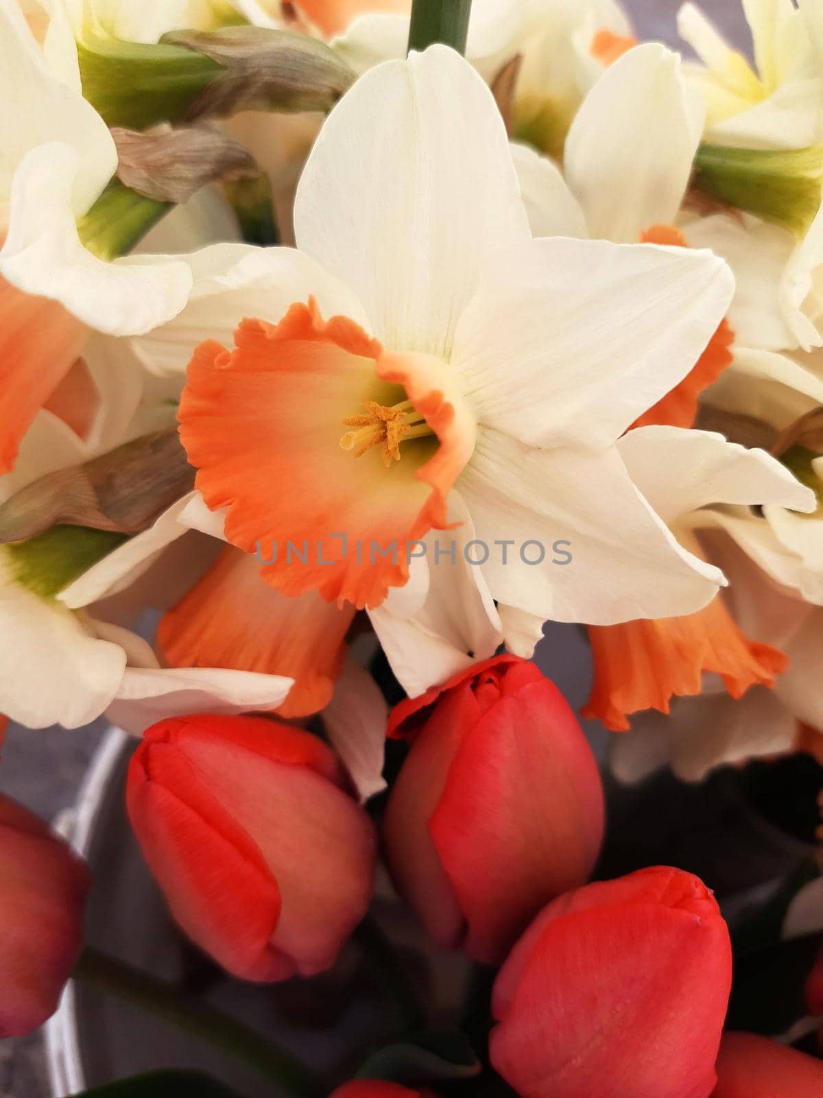 Opened daffodils and red tulips close-up on a gray background.