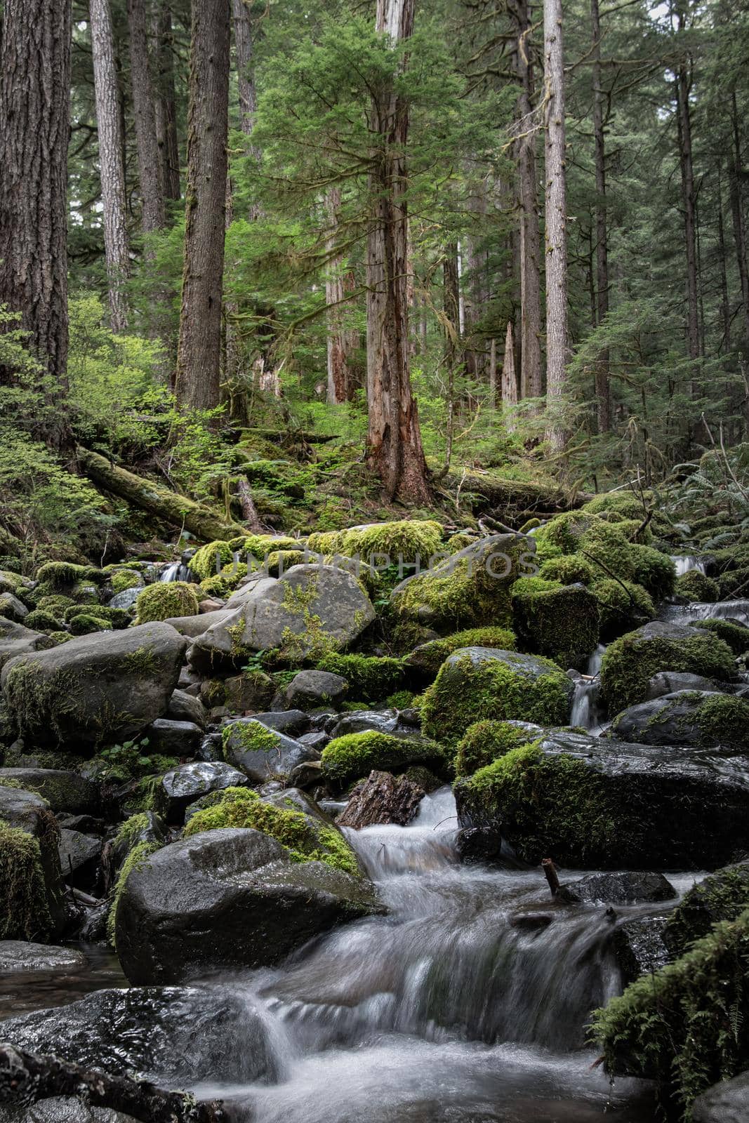 Babbling Brook in Olympic National Park by lisaldw