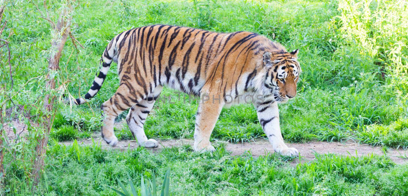 Angry tiger in a wildlife zoo - one of the biggest carnivore in nature.