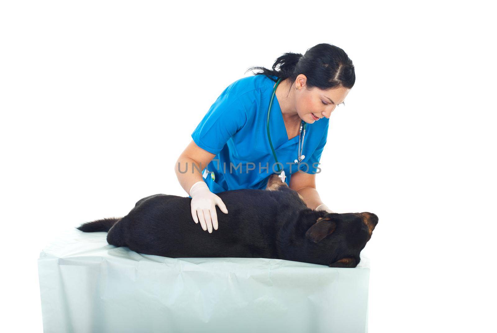 Veterinary woman examine a dog lying down on table isolated on white background