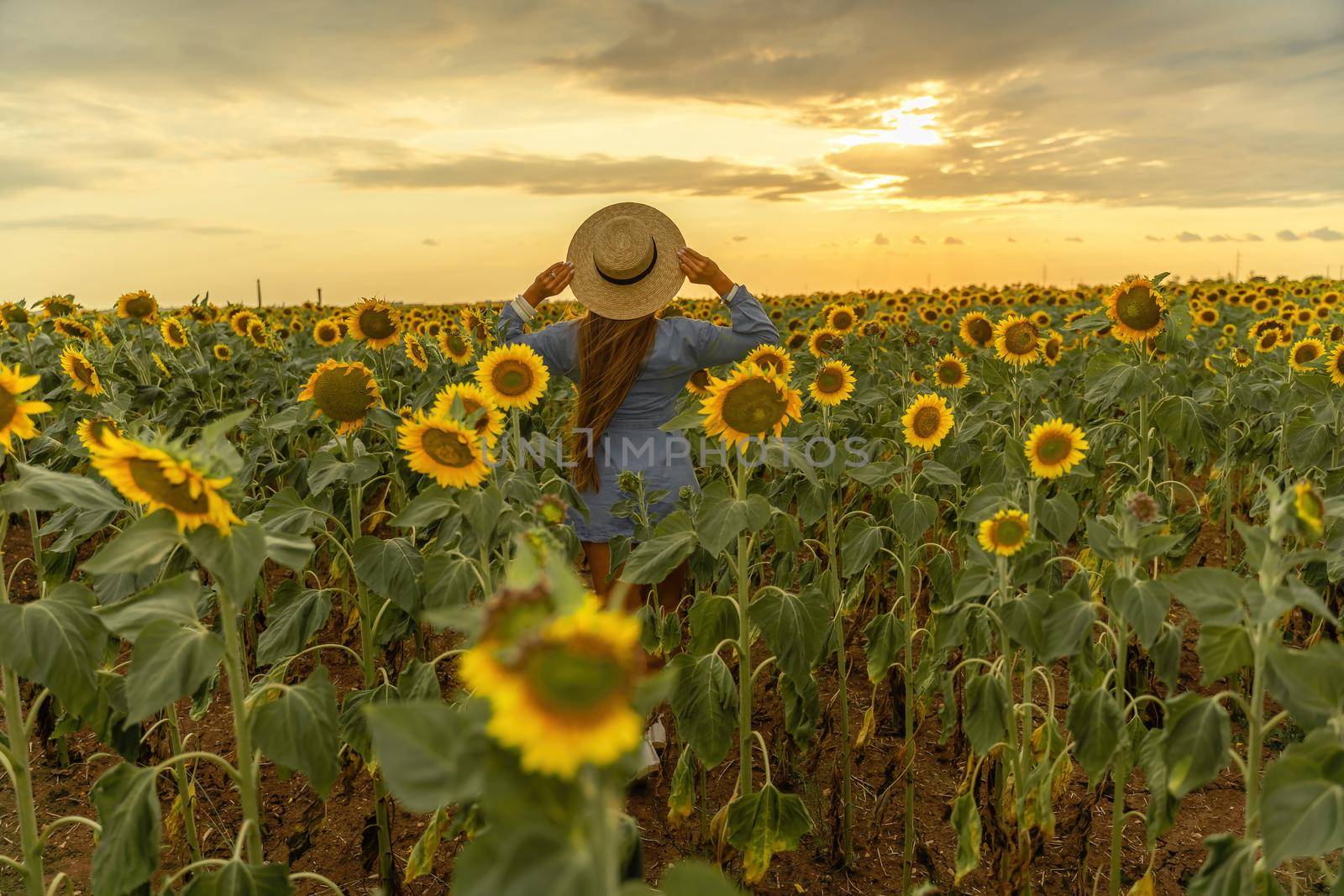 Beautiful middle aged woman looks good in a hat enjoying nature in a field of sunflowers at sunset. Summer. Attractive brunette with long healthy hair. by Matiunina