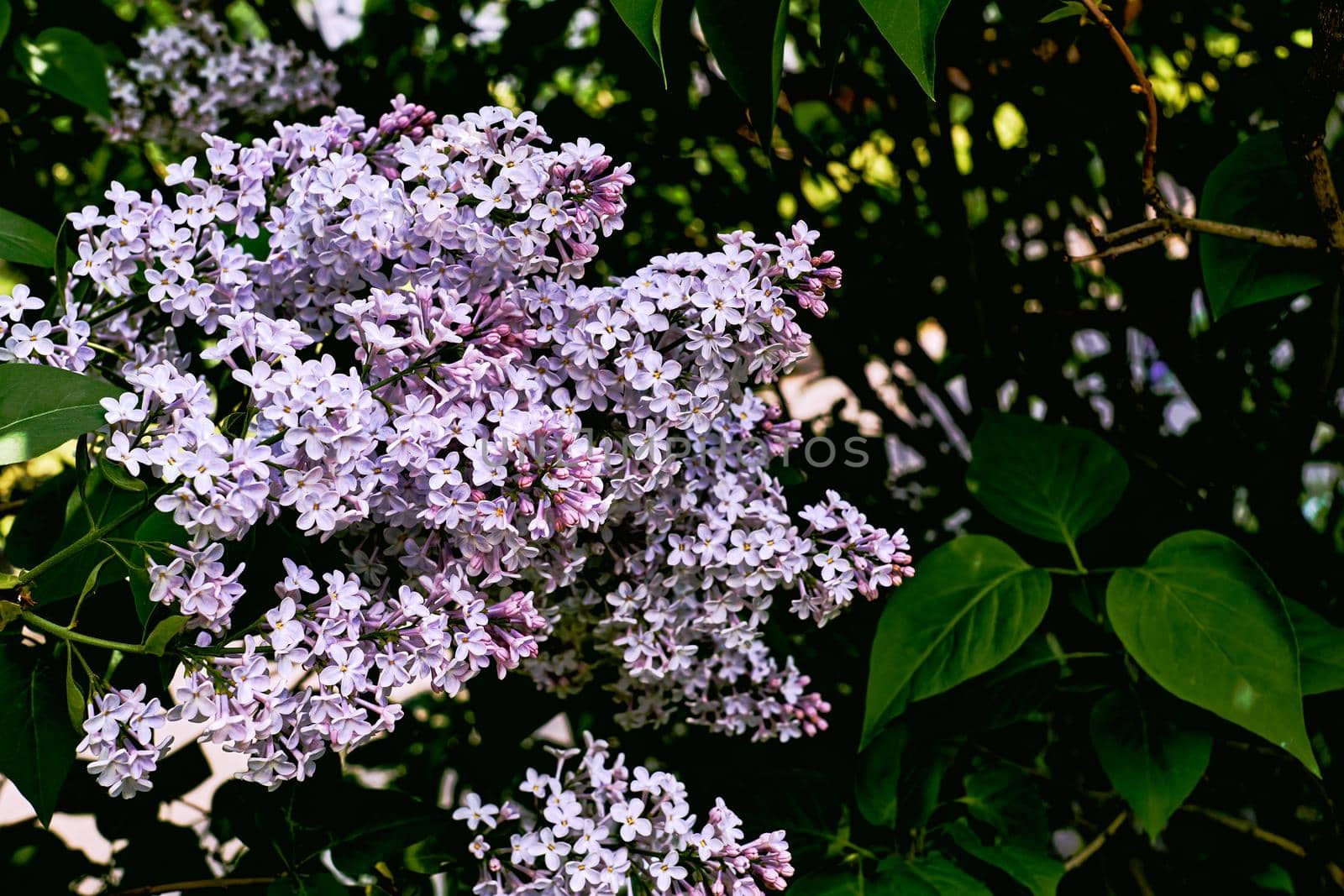 Lovely nice branches of spring lilac with green leaves by jovani68