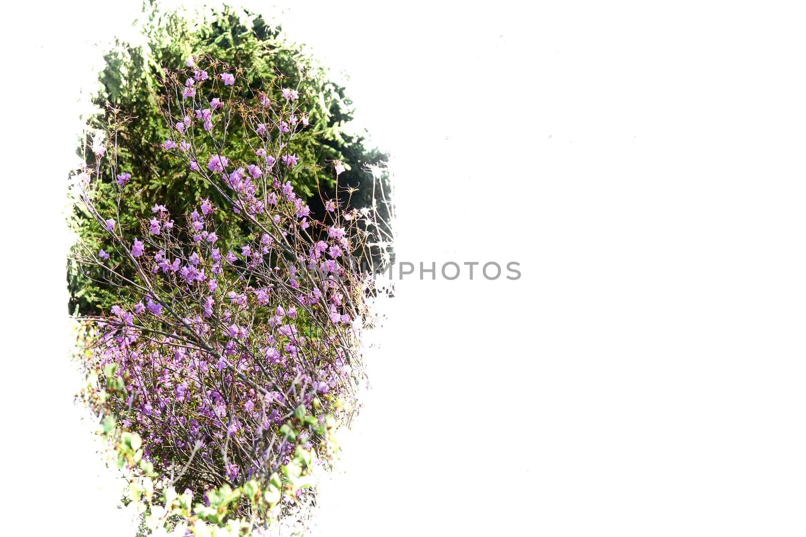 White background with lilac pink wild flowers and copy space by jovani68