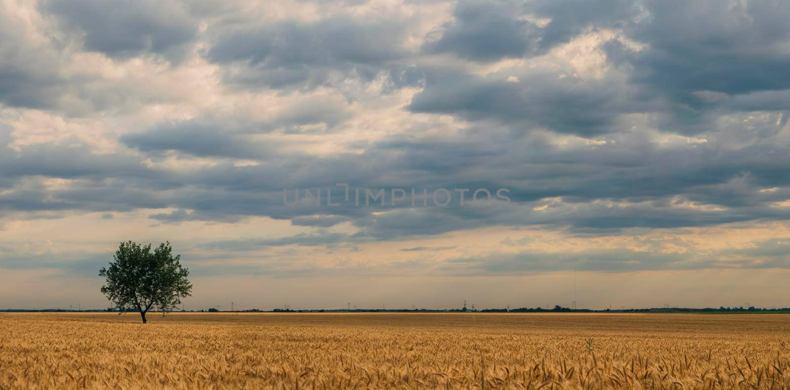 Golden summer landscape, wheat farm field with blue sky and cloudscape by AlaskanStudio