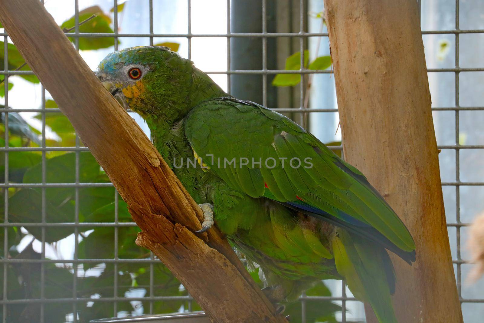 A green parrot in a cage sits on a tree