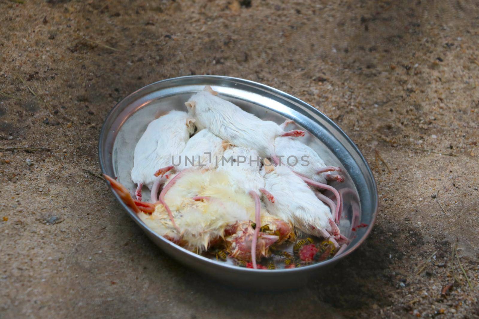 Dead mice in a bowl for feeding birds of prey and animals in the park