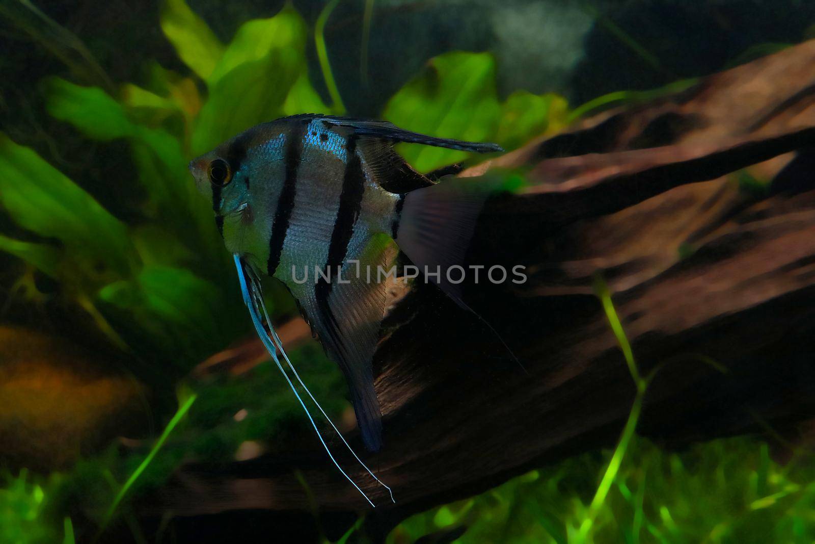 A small beautiful fish swims in the aquarium at home