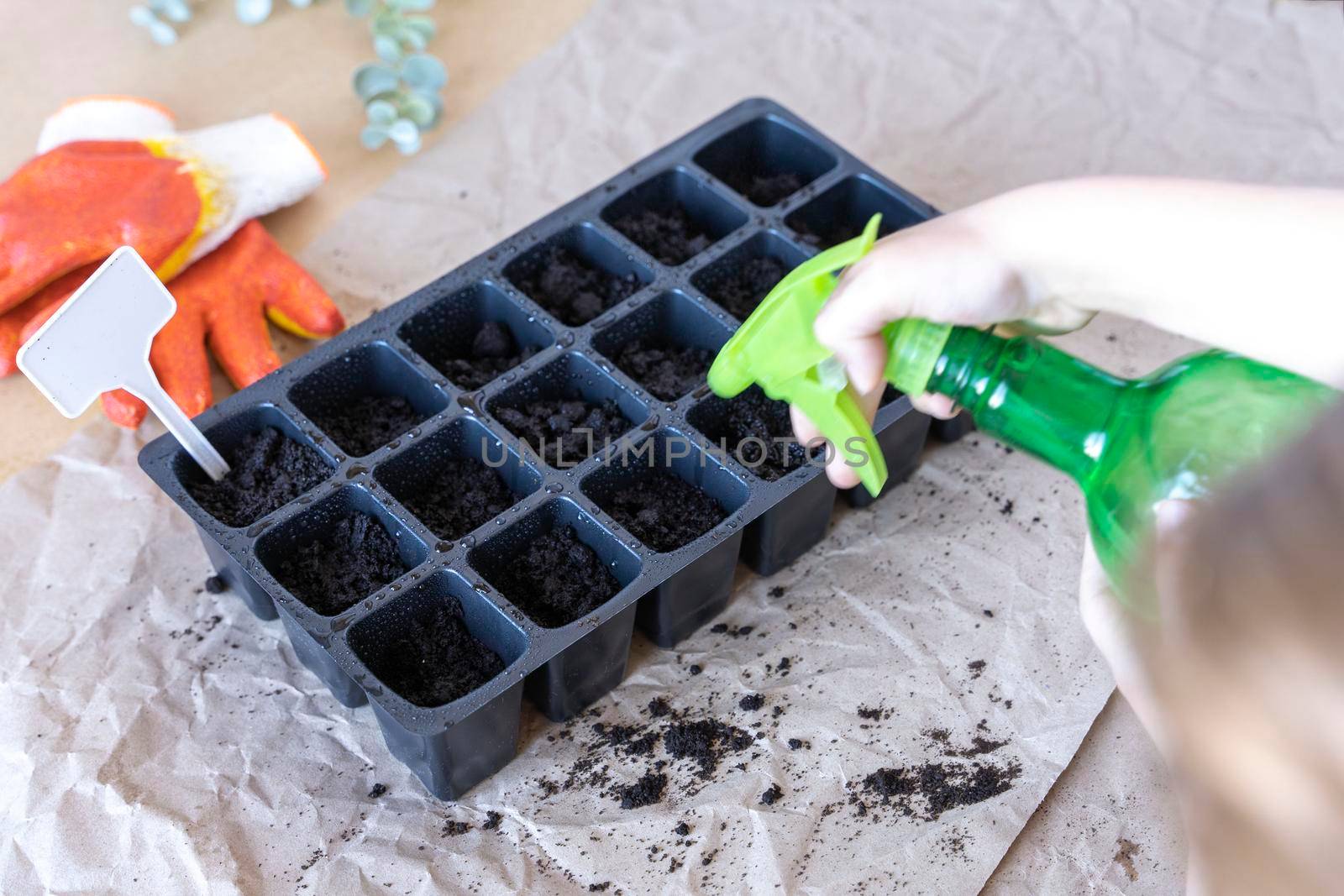 A 5-year-old boy sprays freshly planted seeds with water in a seedling cassette on the desktop. The process of moistening the earth in pots for seedlings. gardening concept