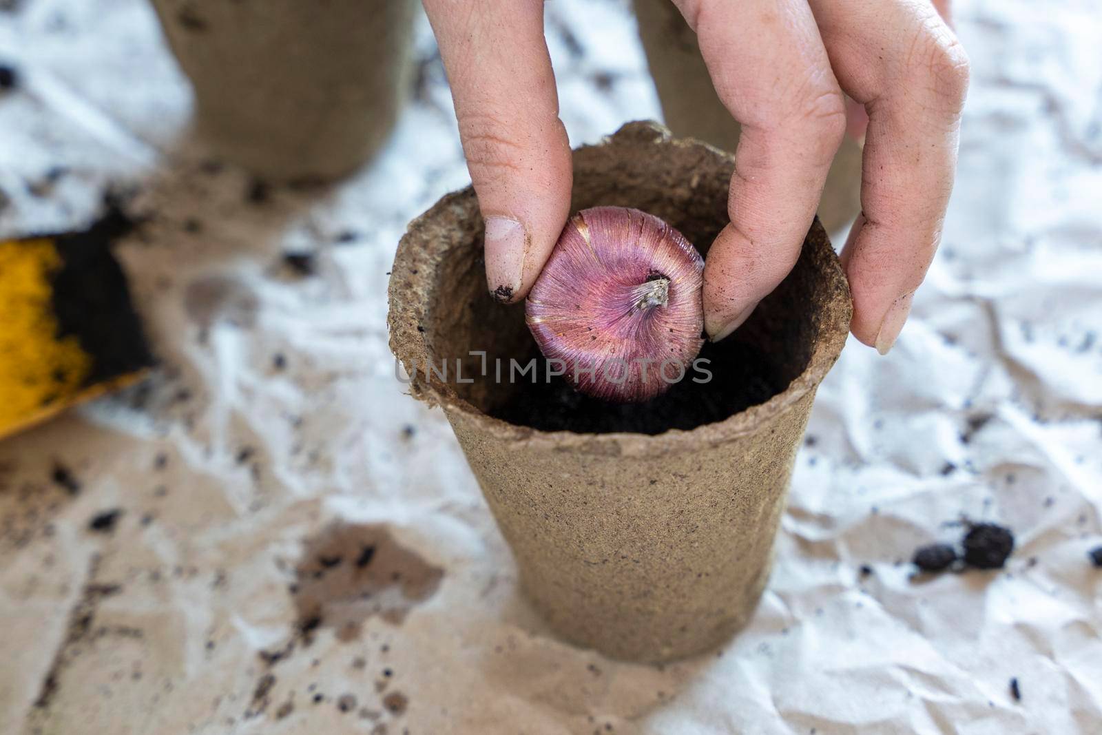 A woman with a shovel plants bulbous plants in a peat pot on the desktop for breeding flowers . The process of filling with earth, planting and watering bulbous flowers. gardening concept