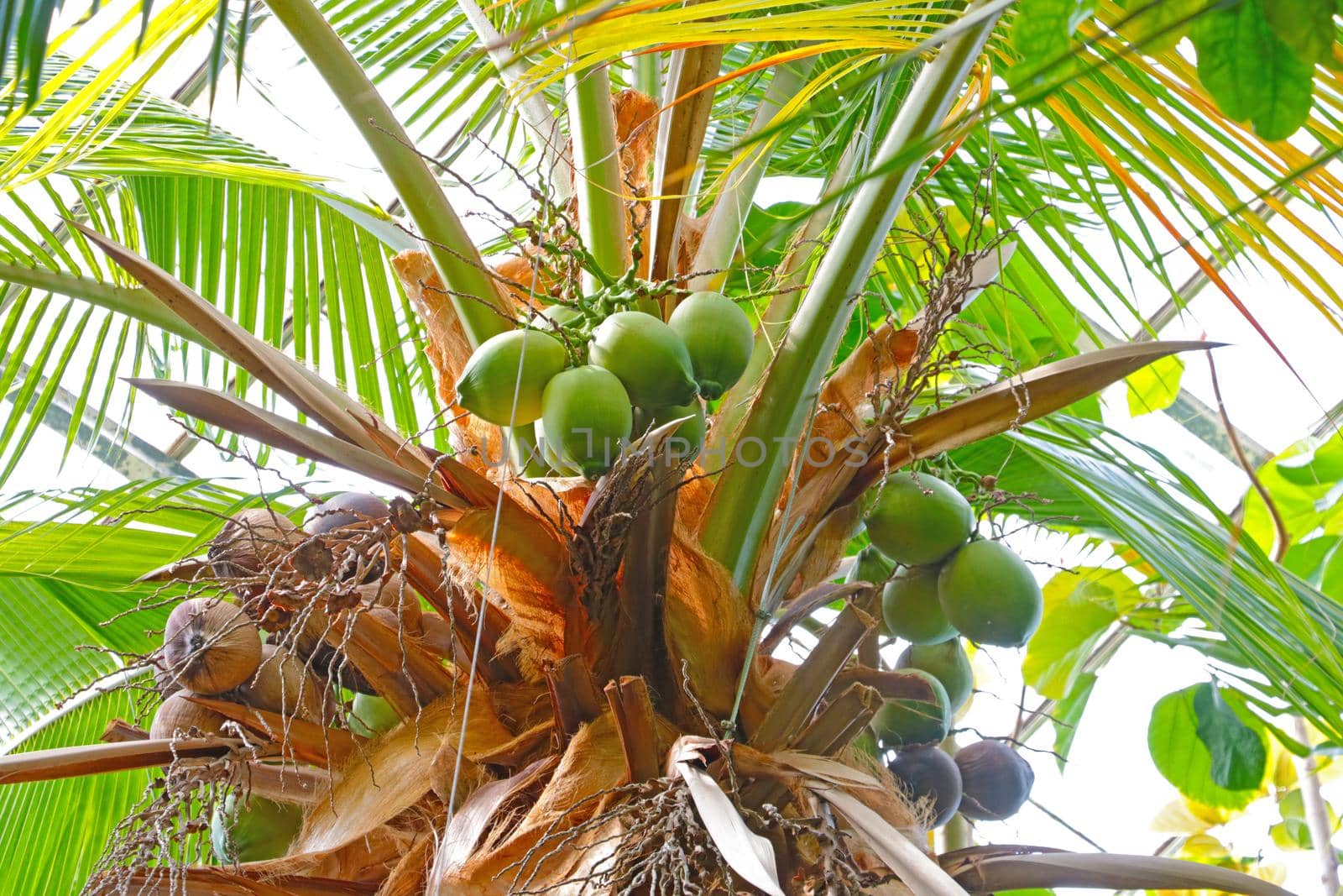 Bottom view of the top of a coconut tree