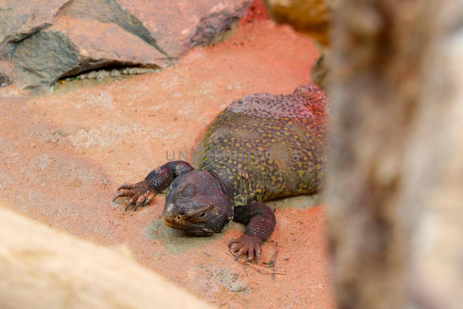 A view of a lizard lying on the sand