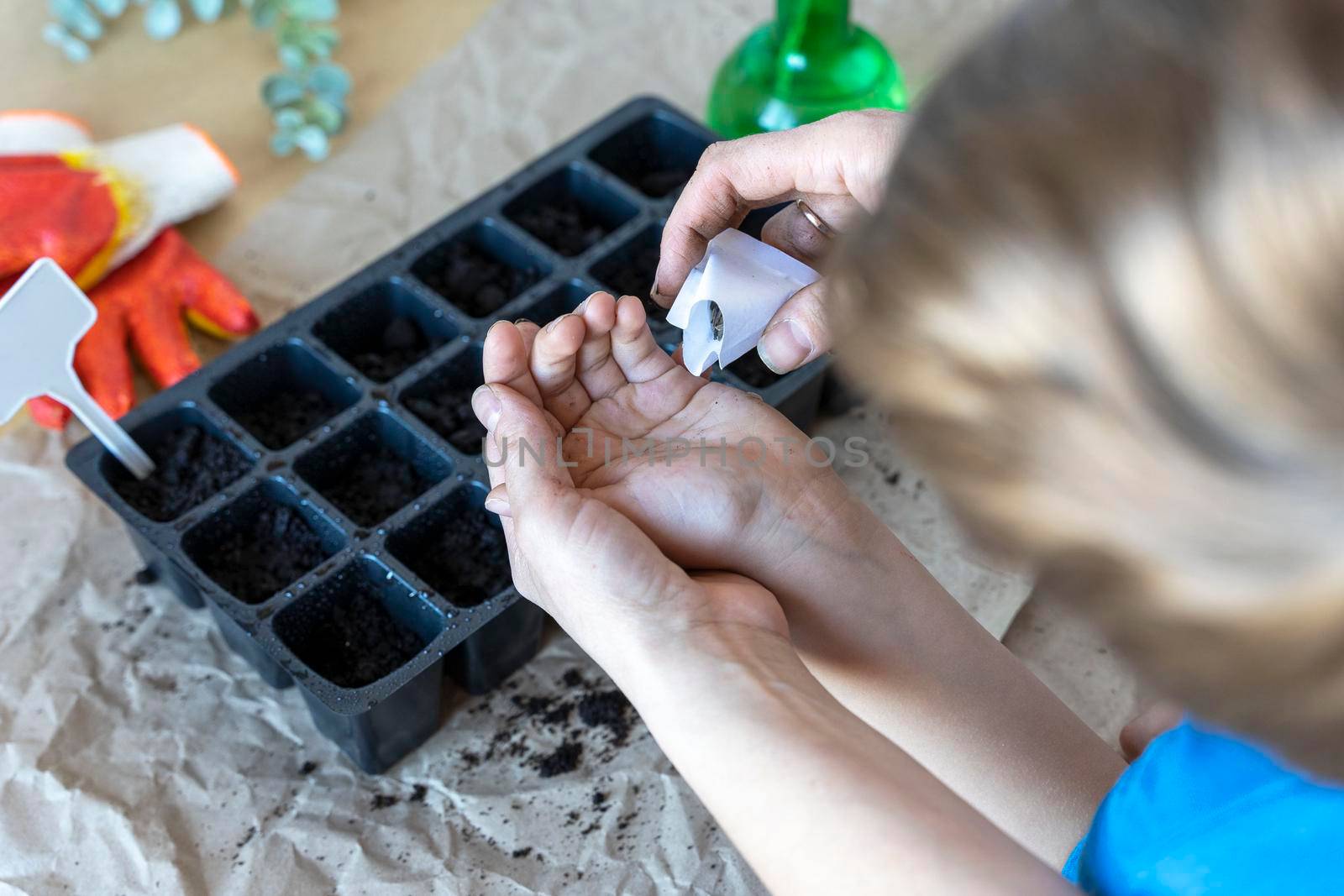 mom's hand pours seeds into the boy's palm to plant them in cassettes for seedlings on the desktop. The process of planting seeds in the ground in pots for seedlings. gardening concept