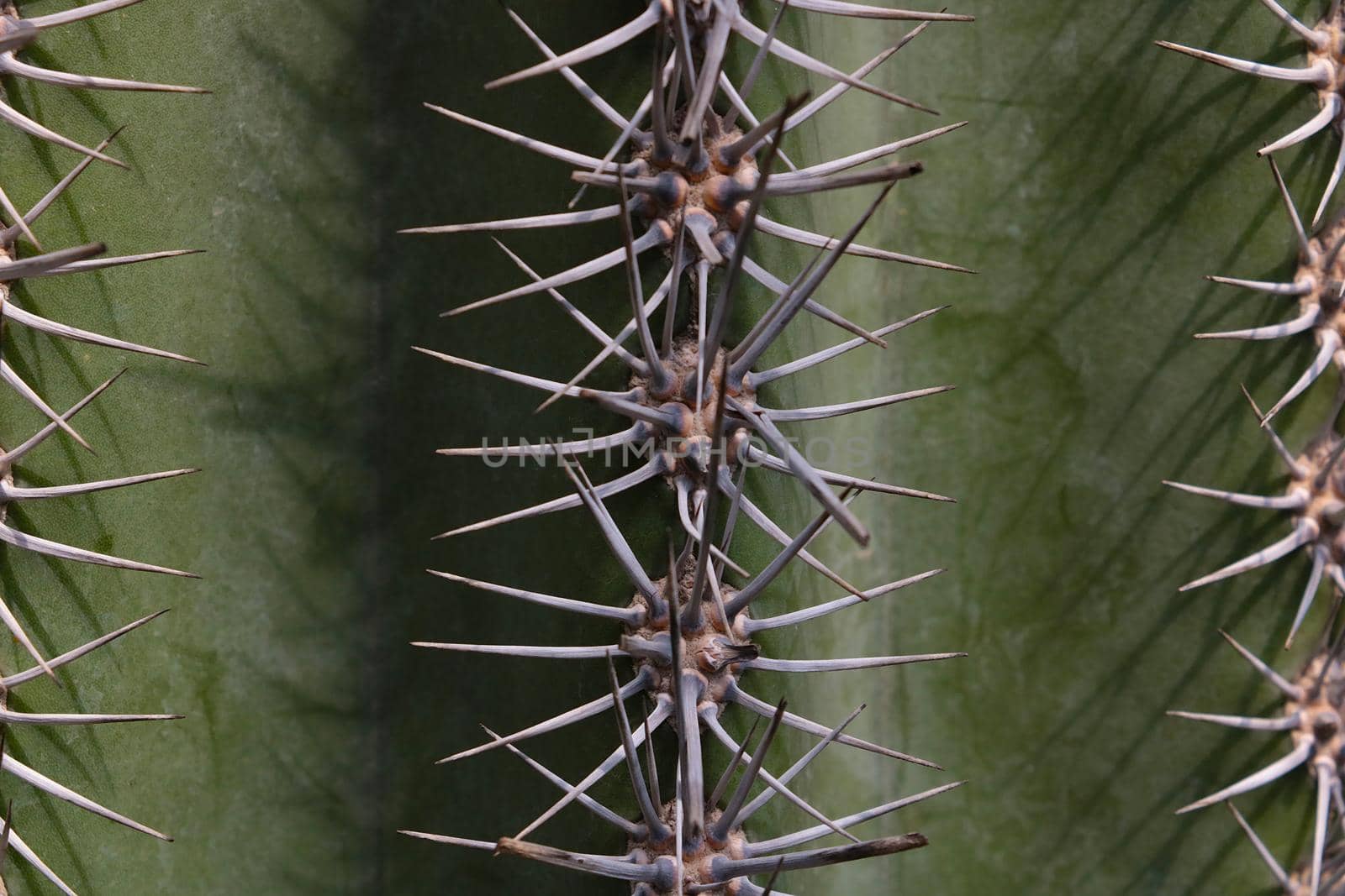 Close up of large cactus needles