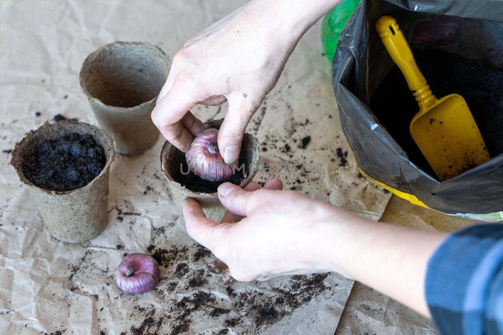 process of planting bulbous plants in a peat pot for breeding flowers by audiznam2609