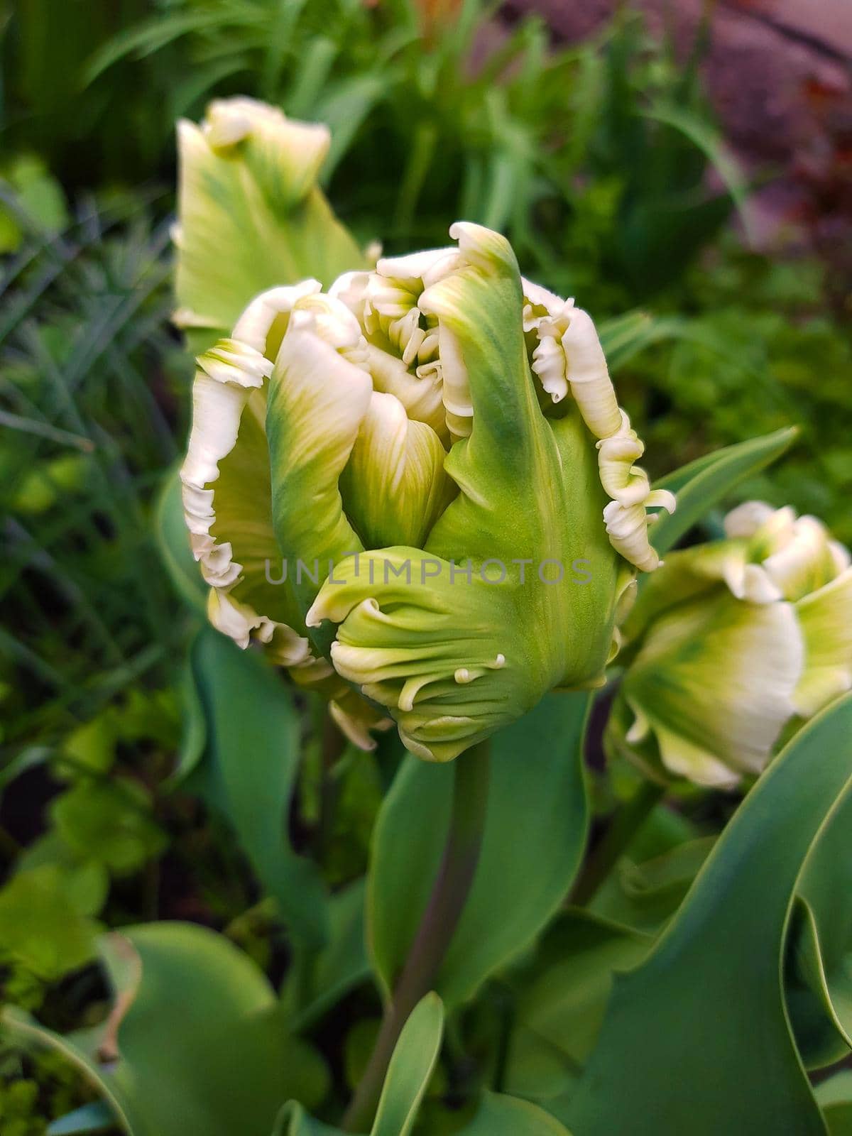 Creamy bud of a parrot tulip close-up on a background of green leaves.