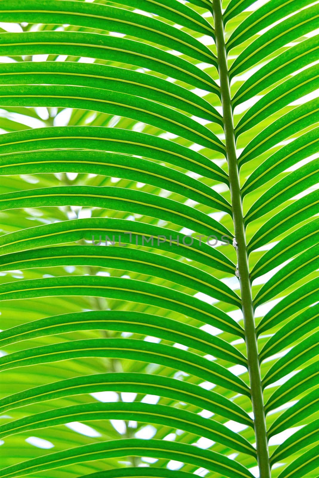 Striped of palm leaf, Abstract tropical green texture background, Vintage tone by PhotoTime