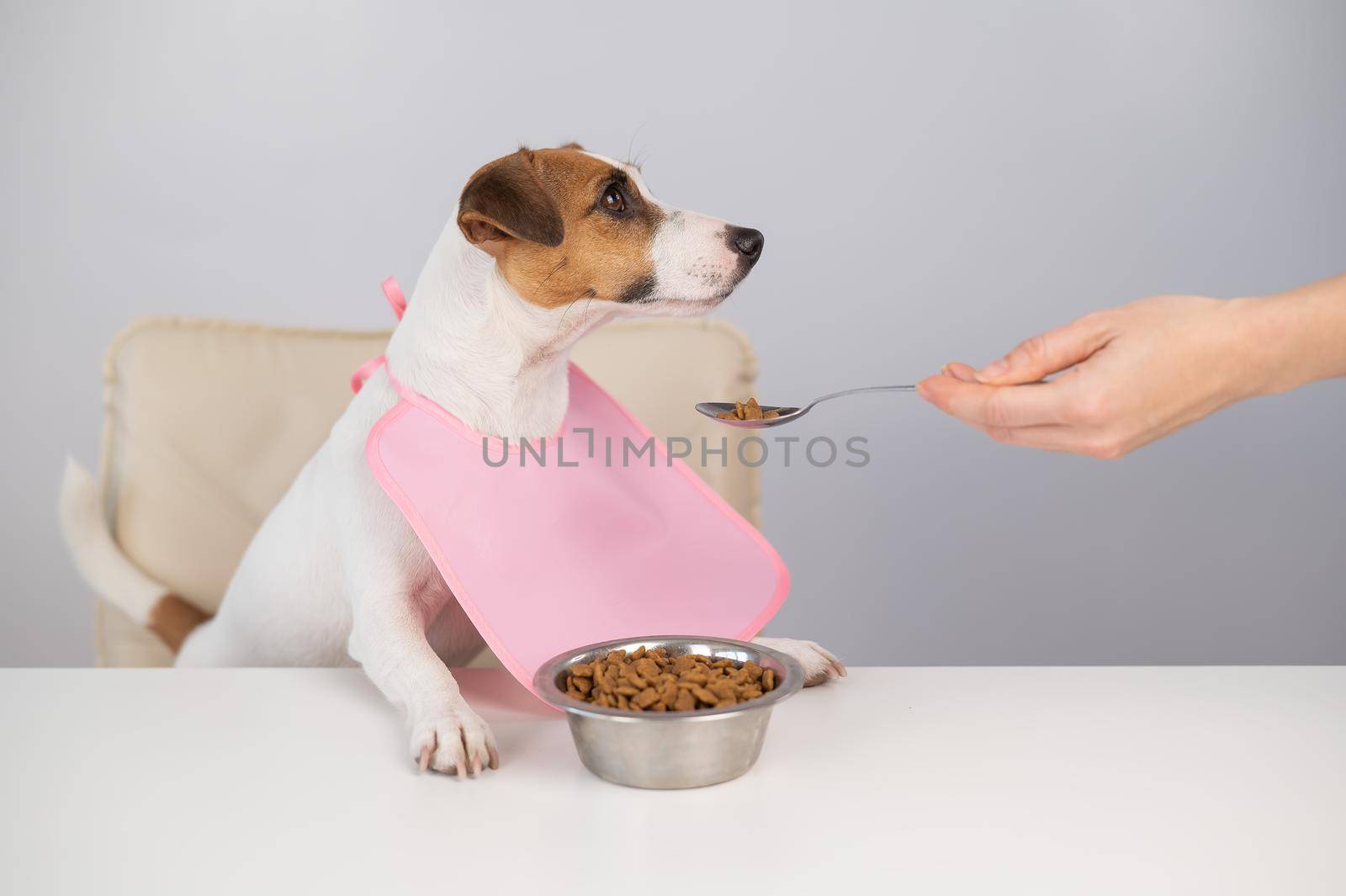 A woman feeds her pet dry food from a spoon. Dog jack russell terrier at the dining table in a bib. by mrwed54