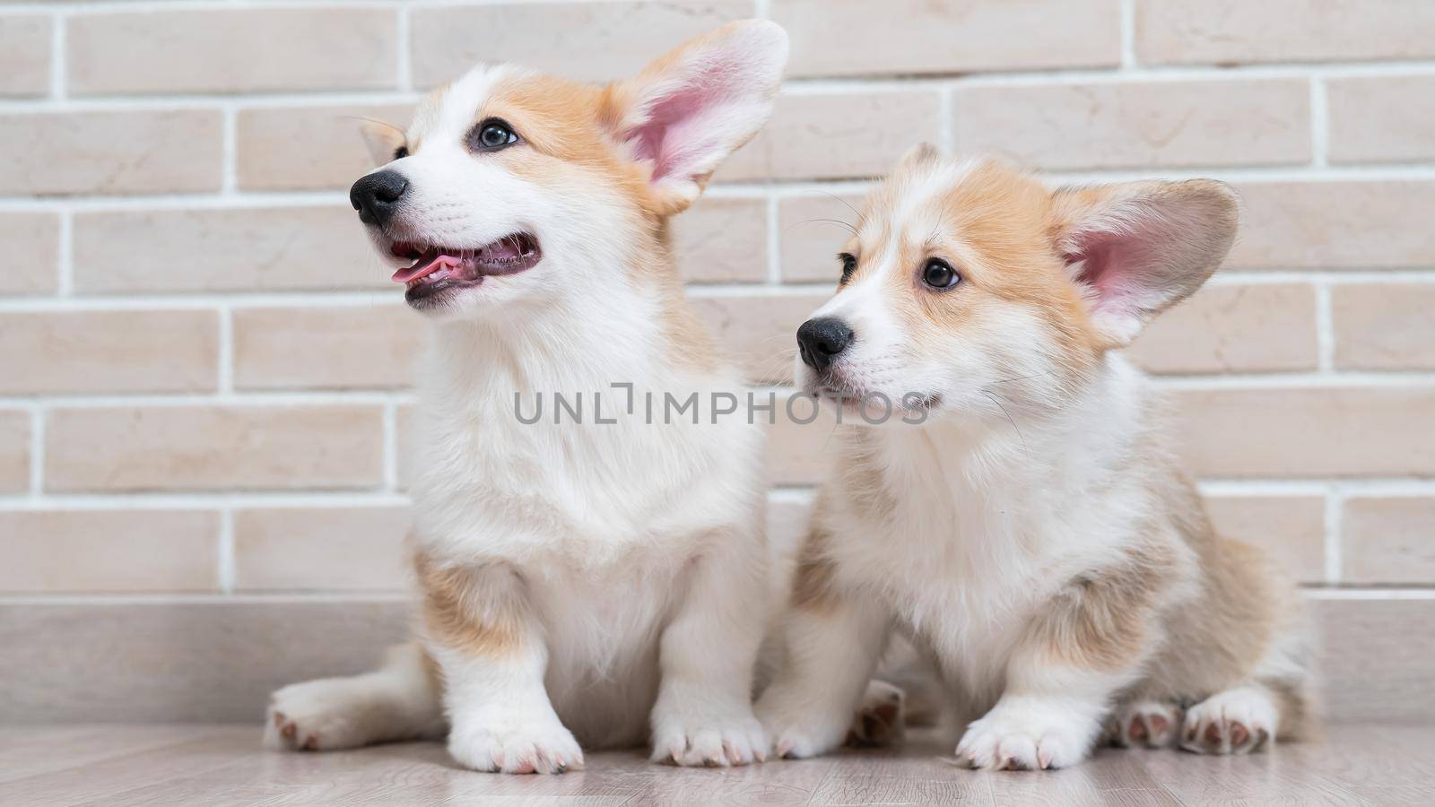 Two cute red pembroke corgi puppies are sitting near a brick wall. by mrwed54
