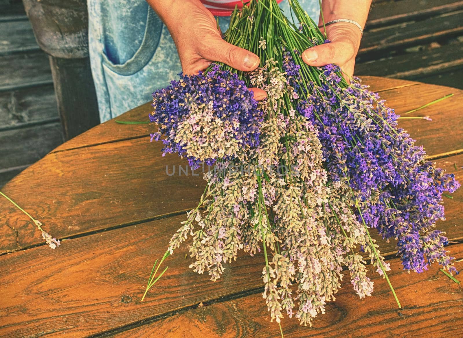 Levander bouquet . Blooming healing lavender plants by rdonar2