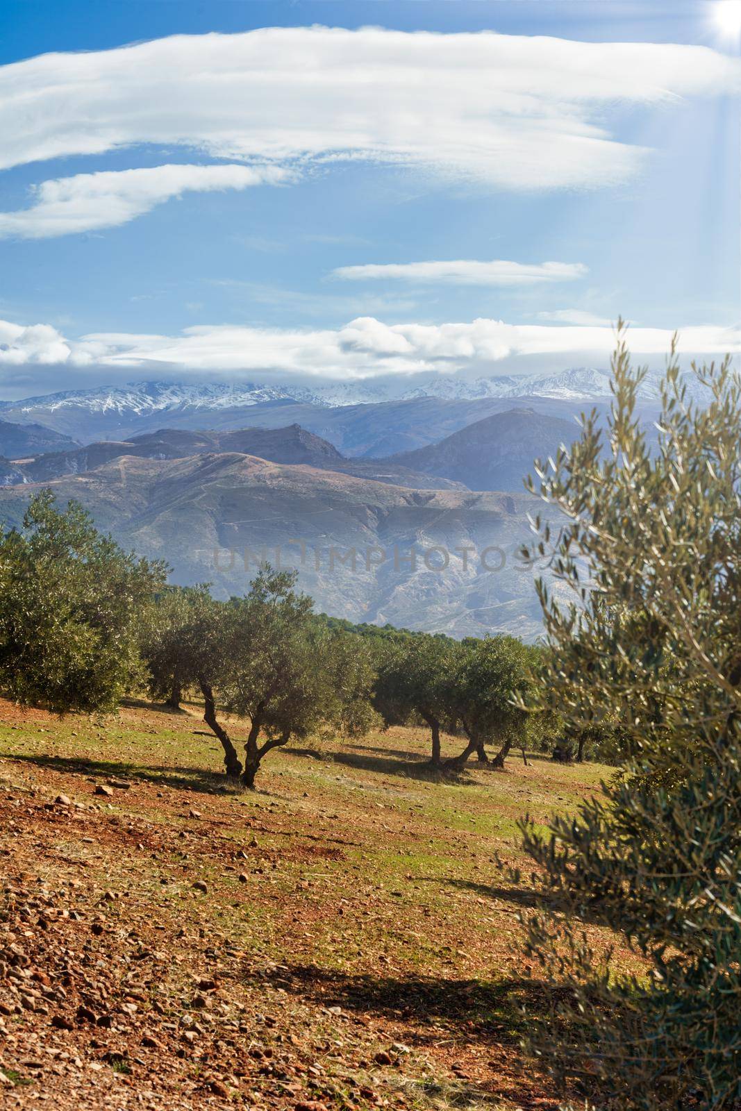 Sierra Nevada as seen from the olive groves in the Llano de la Perdiz in Granada, Andalusia, Spain.