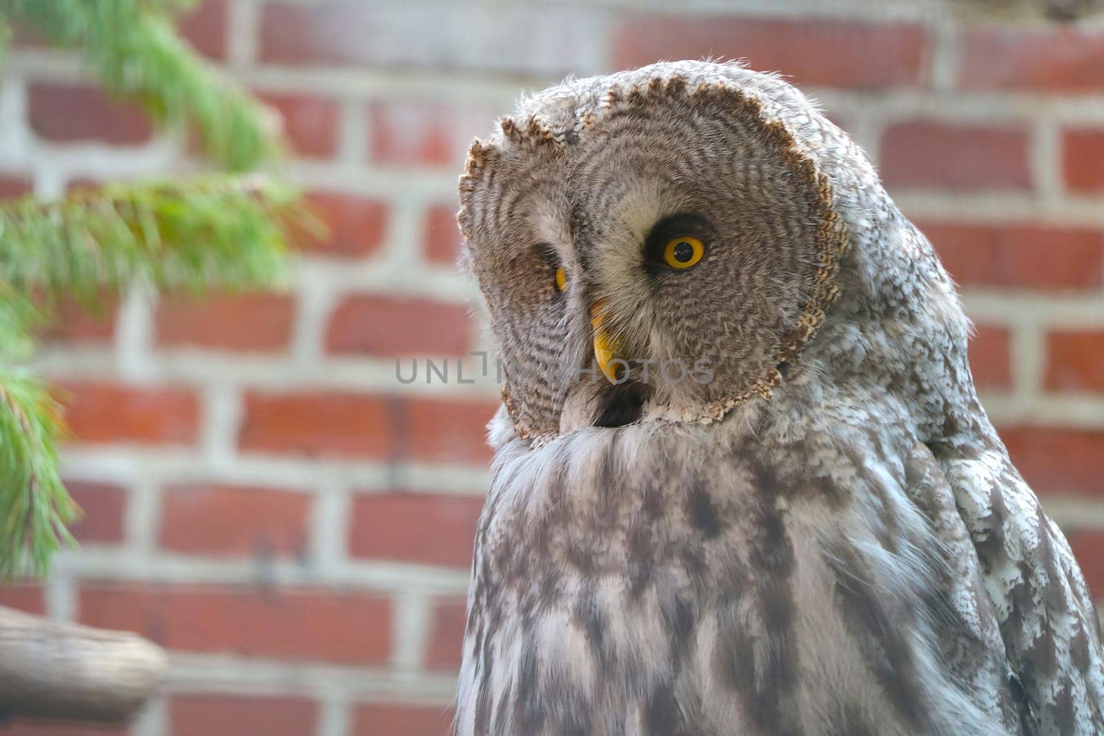 Close-up of a large gray owl. Wild birds