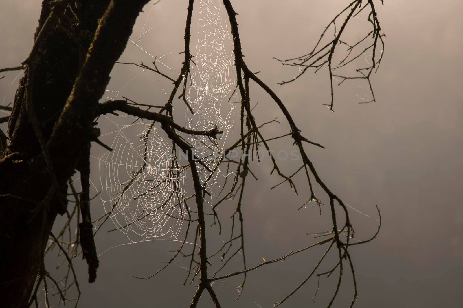 spiderweb among some branches by ValentimePix