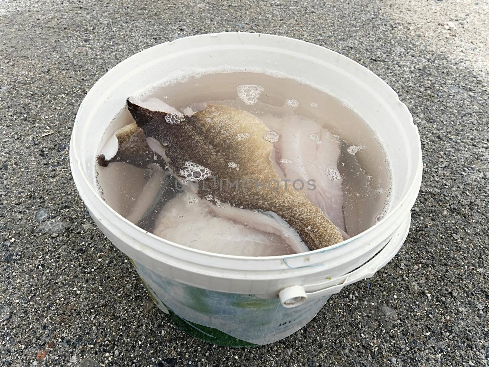 Fresh fish fillets in salt water. Raw cod fish steaks in plastic bucket, ready for final control and  freezing. Food industry, meat processing. 