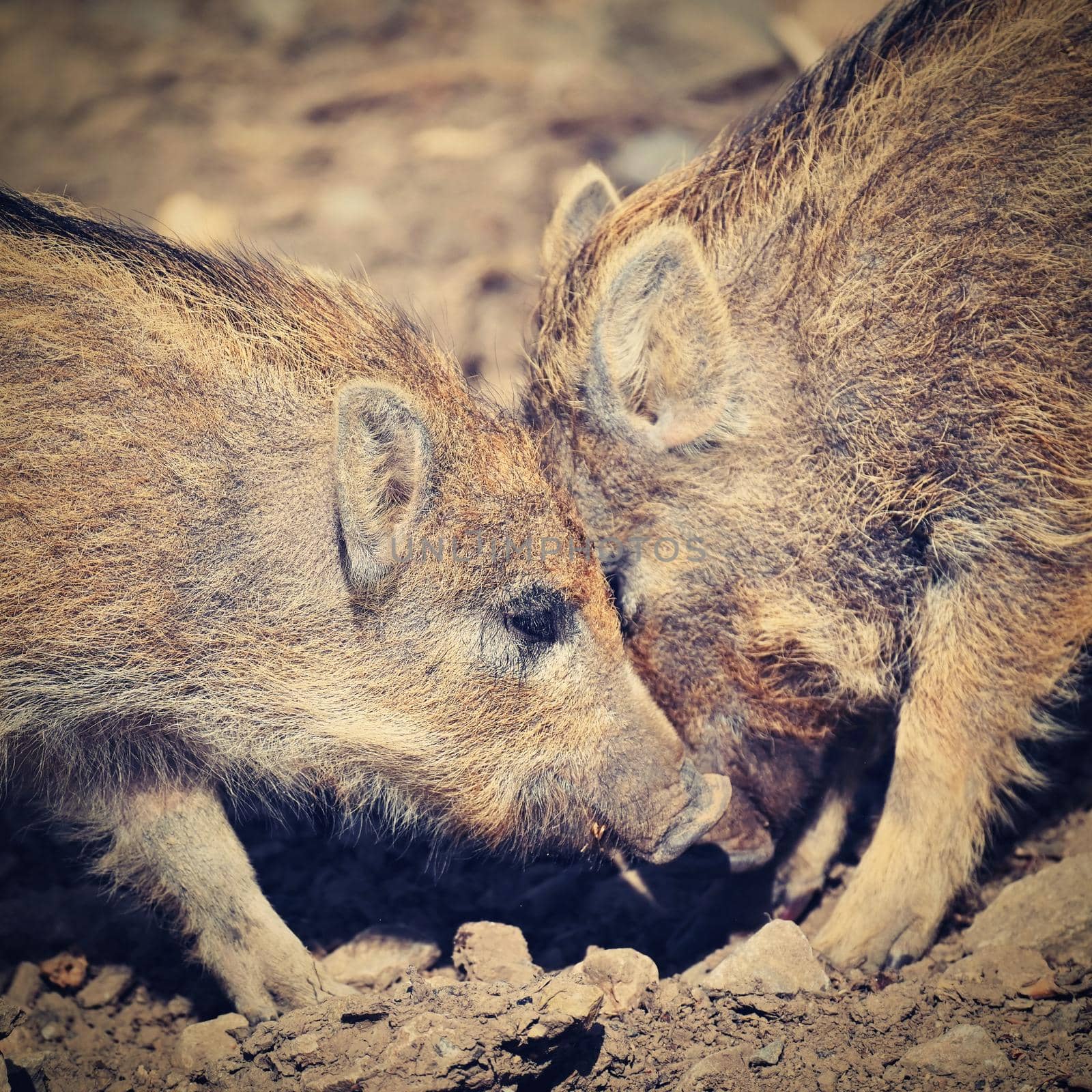Beautiful little pigs wild in nature. Wild boar. Animal in the forest by Montypeter