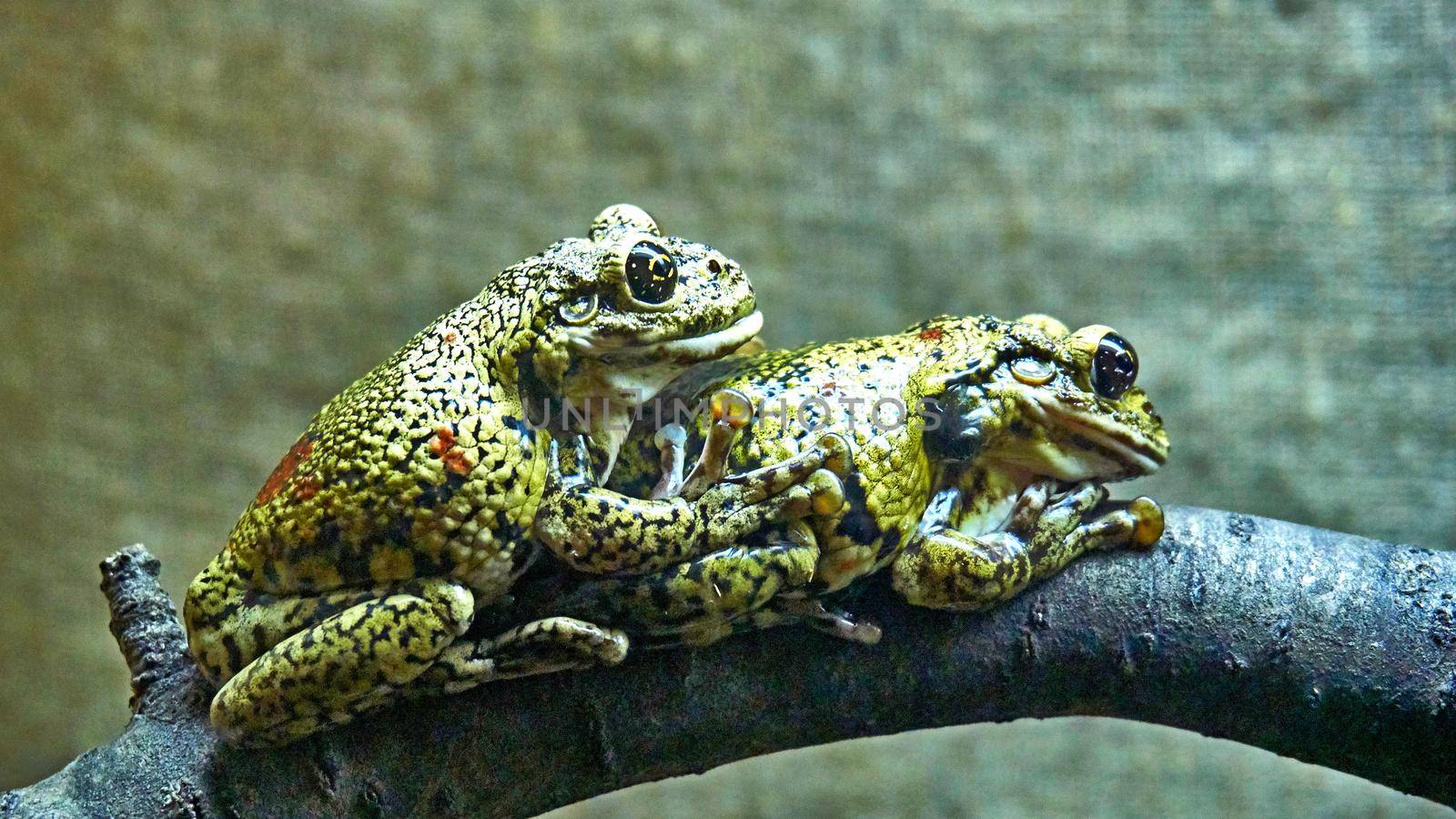 Two green-gold frogs making love in an amphibious terrarium by jovani68