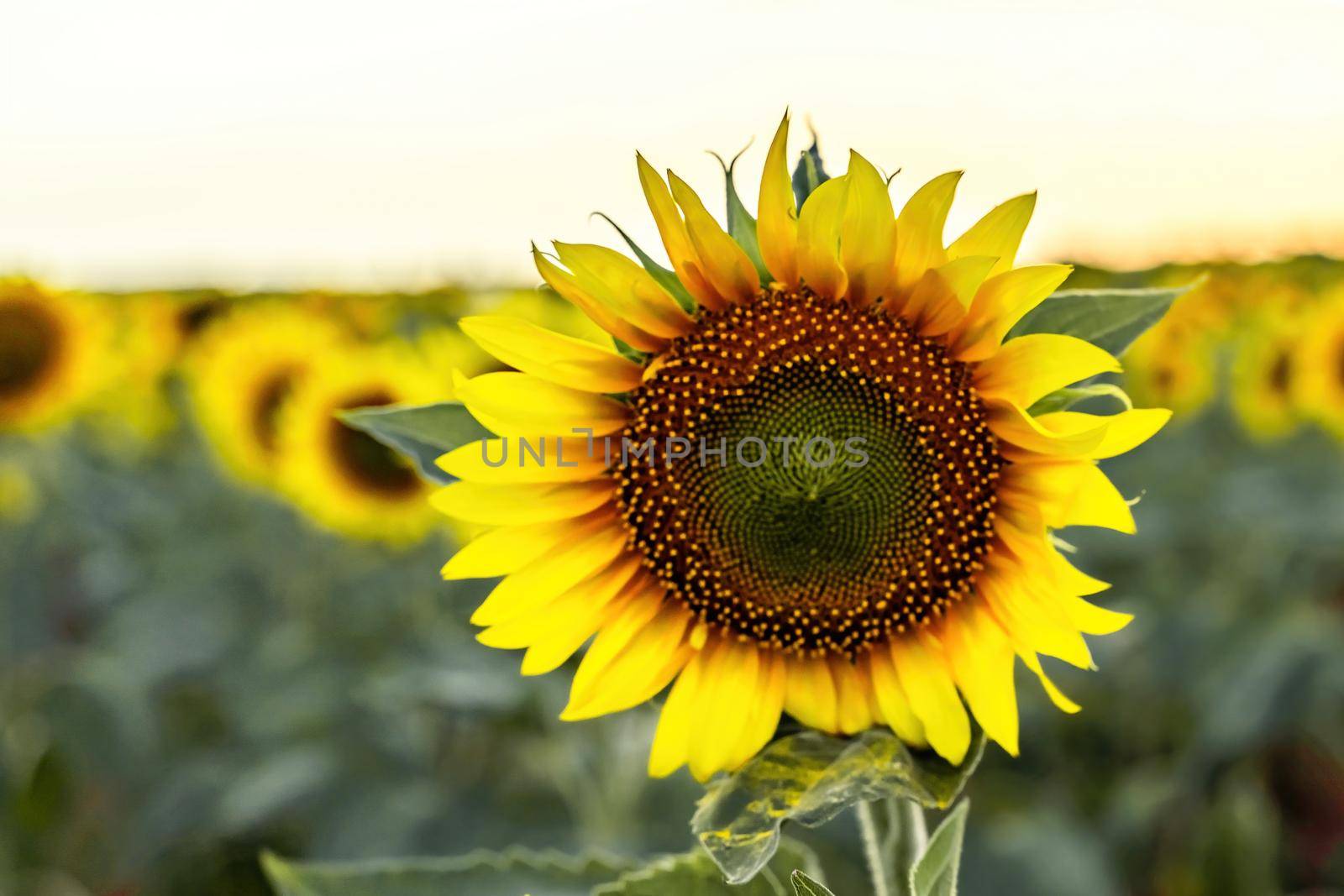 Beautiful sunflower garden. field of blooming sunflowers against the backdrop of sunset. The best kind of sunflower in bloom. Growing sunflowers to make oil. by Matiunina