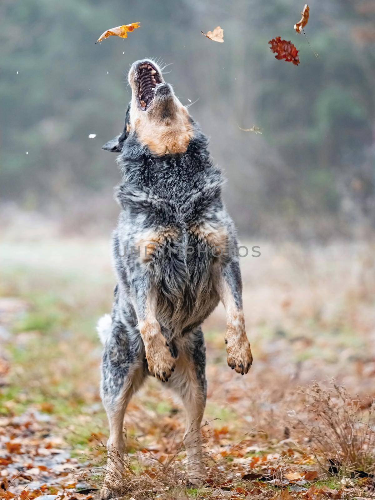 Australian cattle dog in action of catching falling autumn leaves in forest park