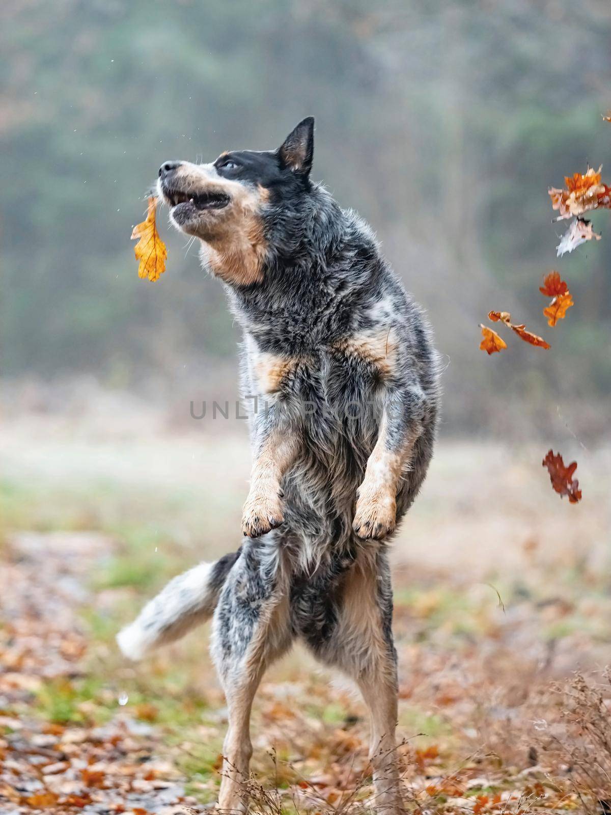 Australian cattle dog in action of catching falling autumn leaves in park.  Flexible muscular body in motion