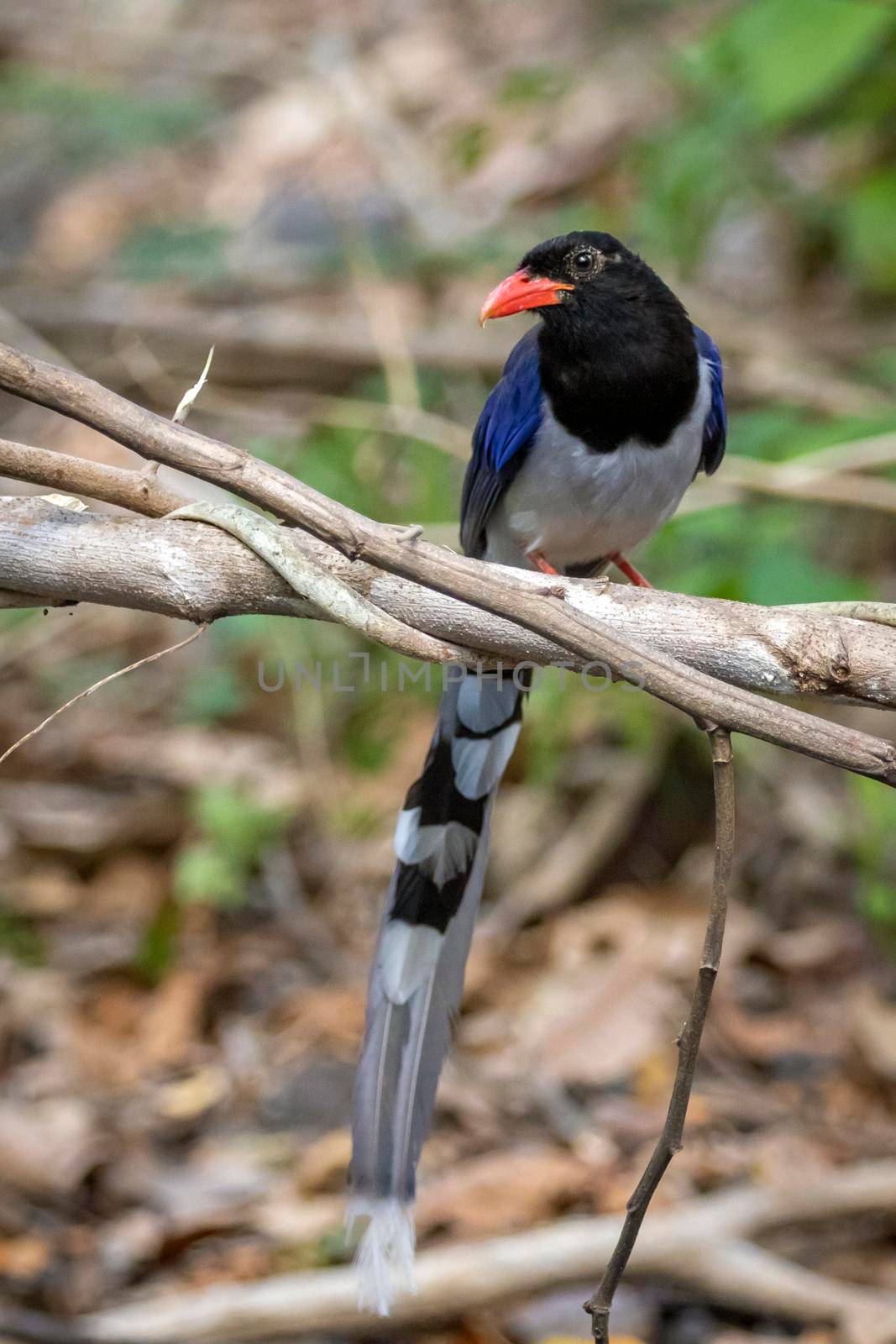 Image of Red billed Blue Magpie Bird on a tree branch on nature background. Animals.