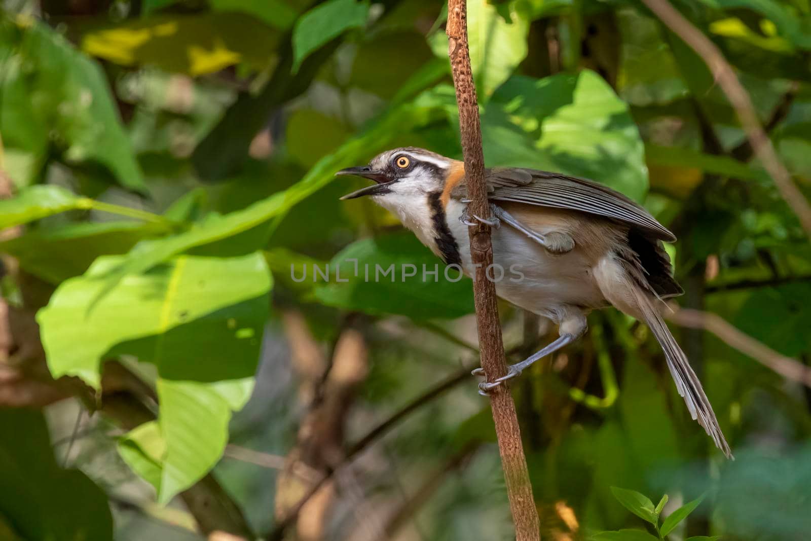 Image of Lesser Necklaced Laughingthrush (Garrulax monileger) on the tree branch on nature background. Bird. Animals.