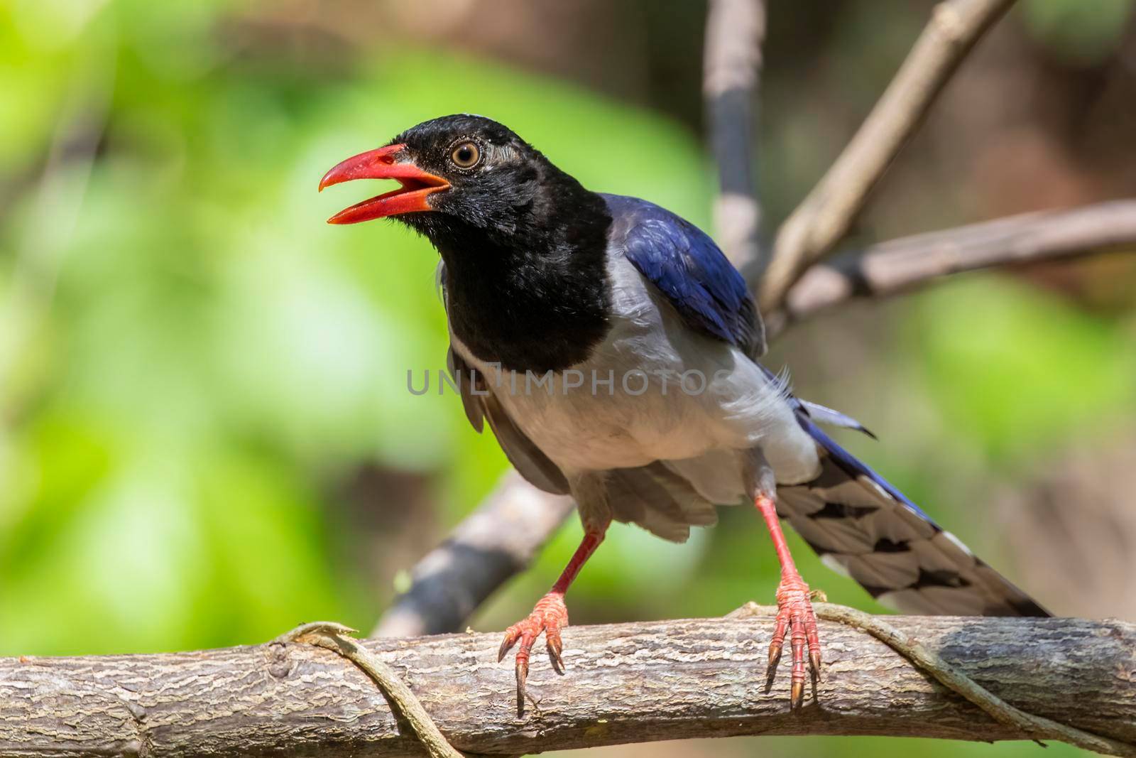 Image of Red billed Blue Magpie Bird on a tree branch on nature background. Animals.