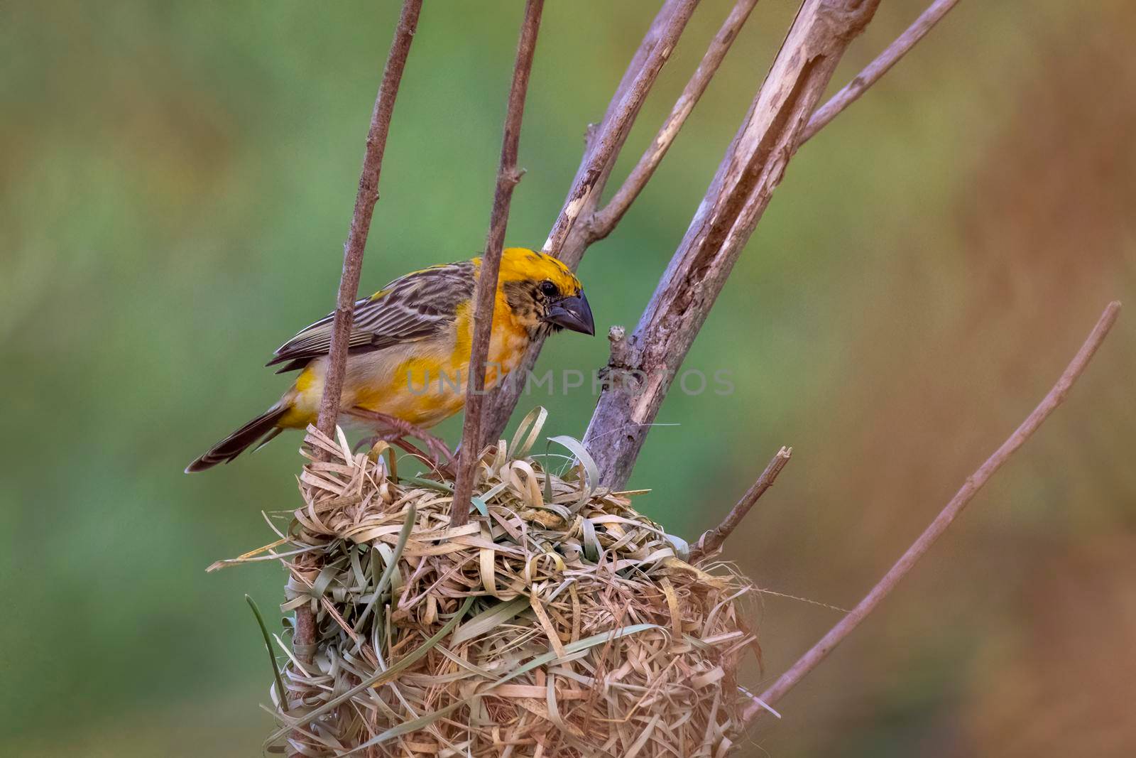 Image of male baya weaver nesting on nature background. Bird. Animals.