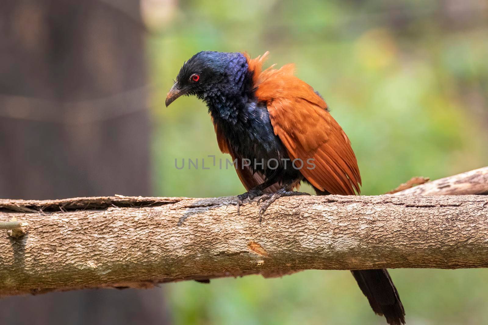 Image of Greater coucal on nature background. Bird. Animals.