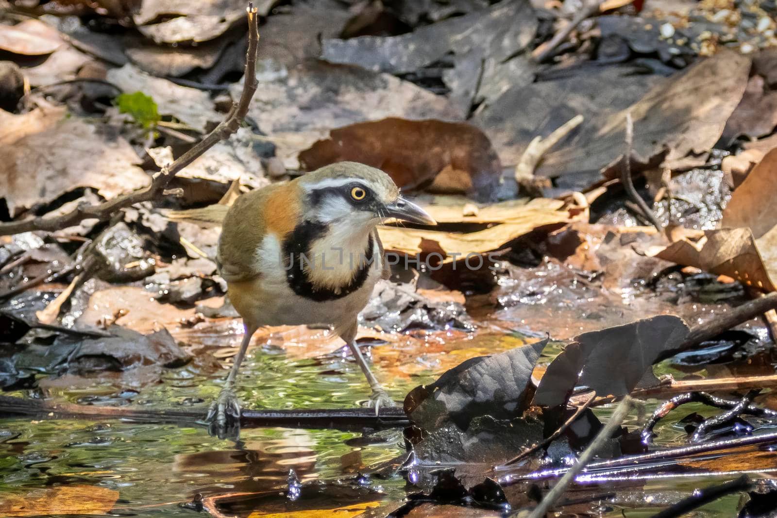 Image of Lesser Necklaced Laughingthrush (Garrulax monileger) on nature background. Bird. Animals.