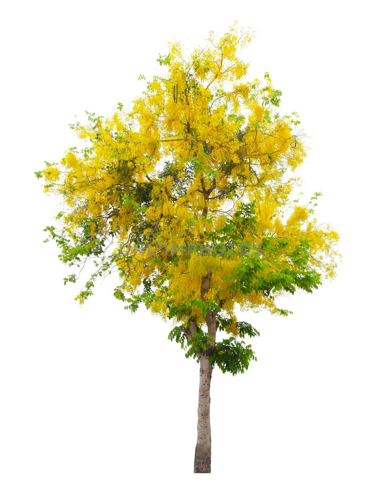 Cassia fistula tree or Golden shower National tree of Thailand and isolated on white background. by Gamjai