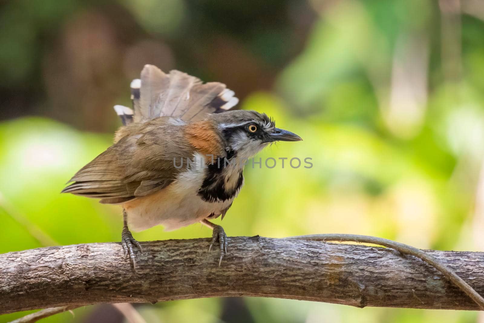 Image of Lesser Necklaced Laughingthrush (Garrulax monileger) on the tree branch on nature background. Bird. Animals.