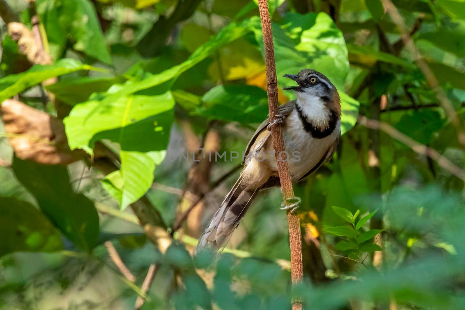 Image of Lesser Necklaced Laughingthrush (Garrulax monileger) on the tree branch on nature background. Bird. Animals.