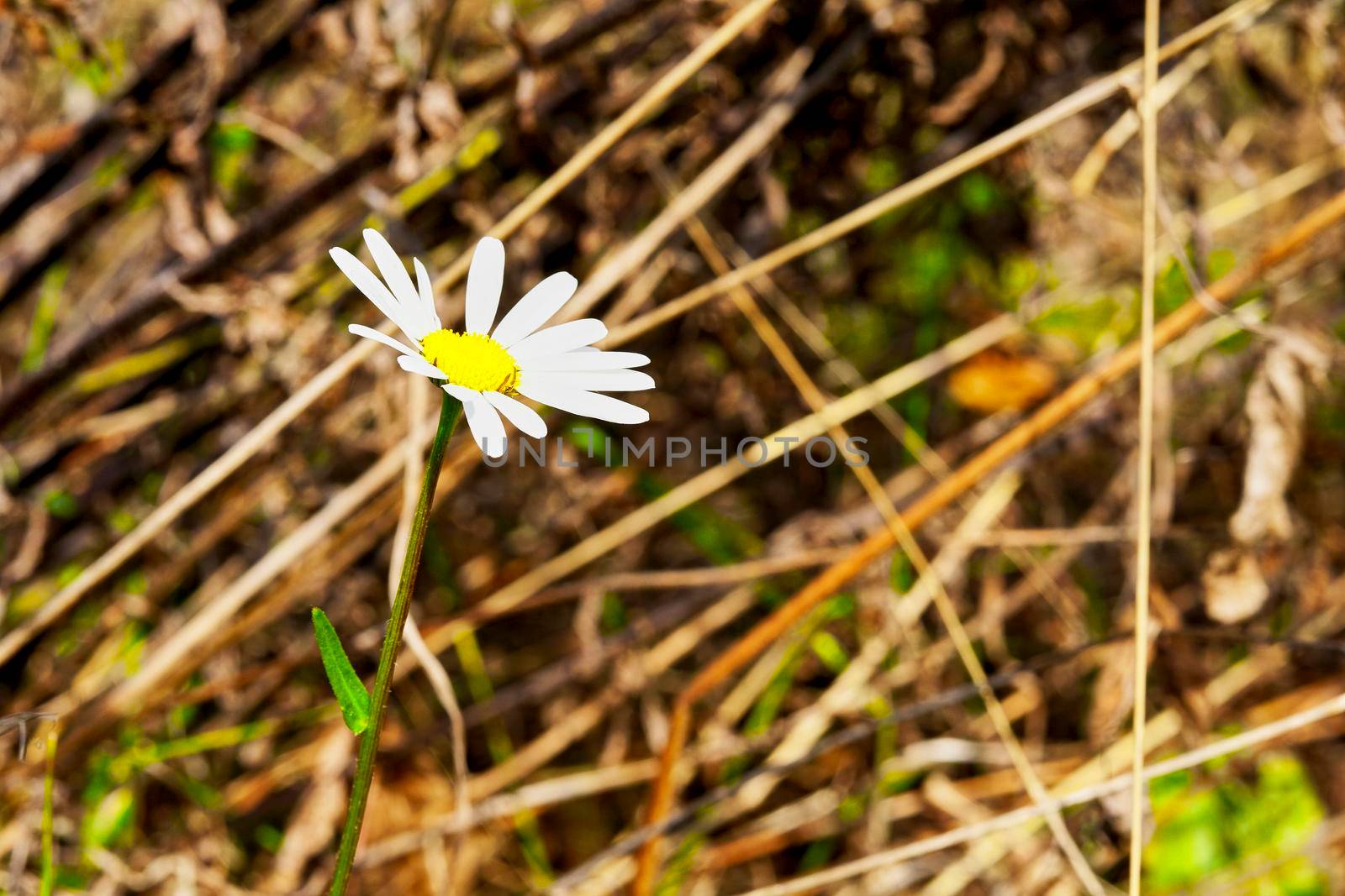 White chamomile flower on the background of dried medicinal herb by jovani68