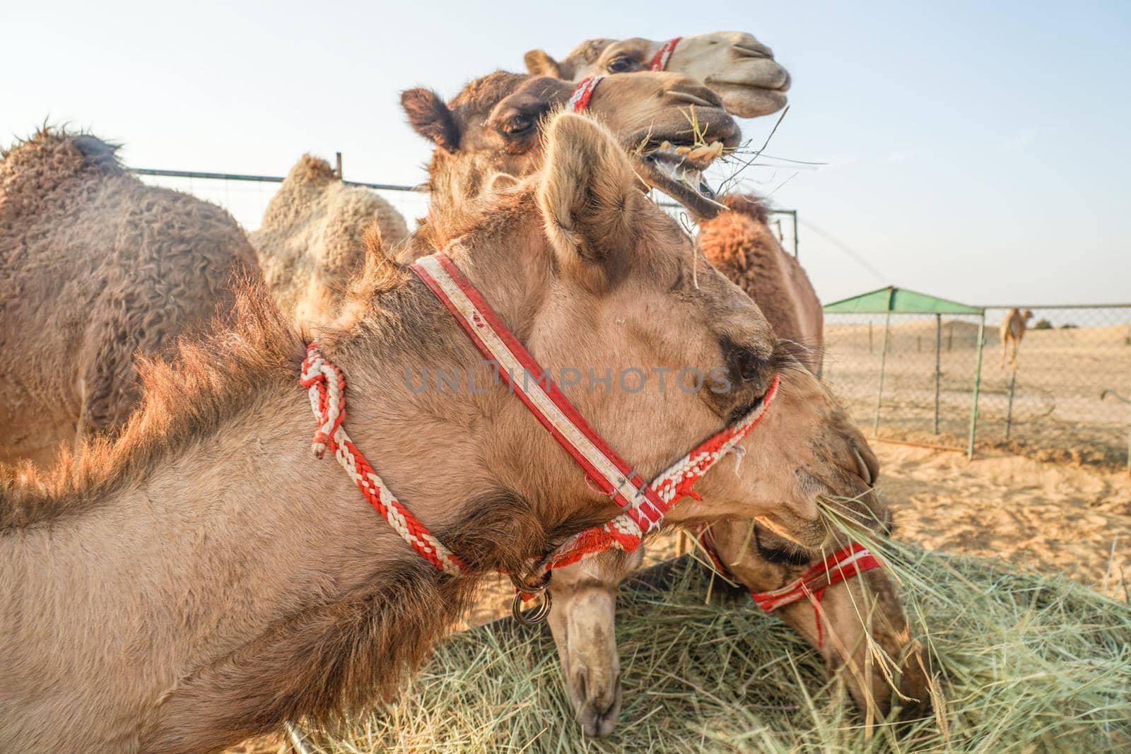 Arabian Desert Camel (United Arab Emirates). Shooting Location: Dubai