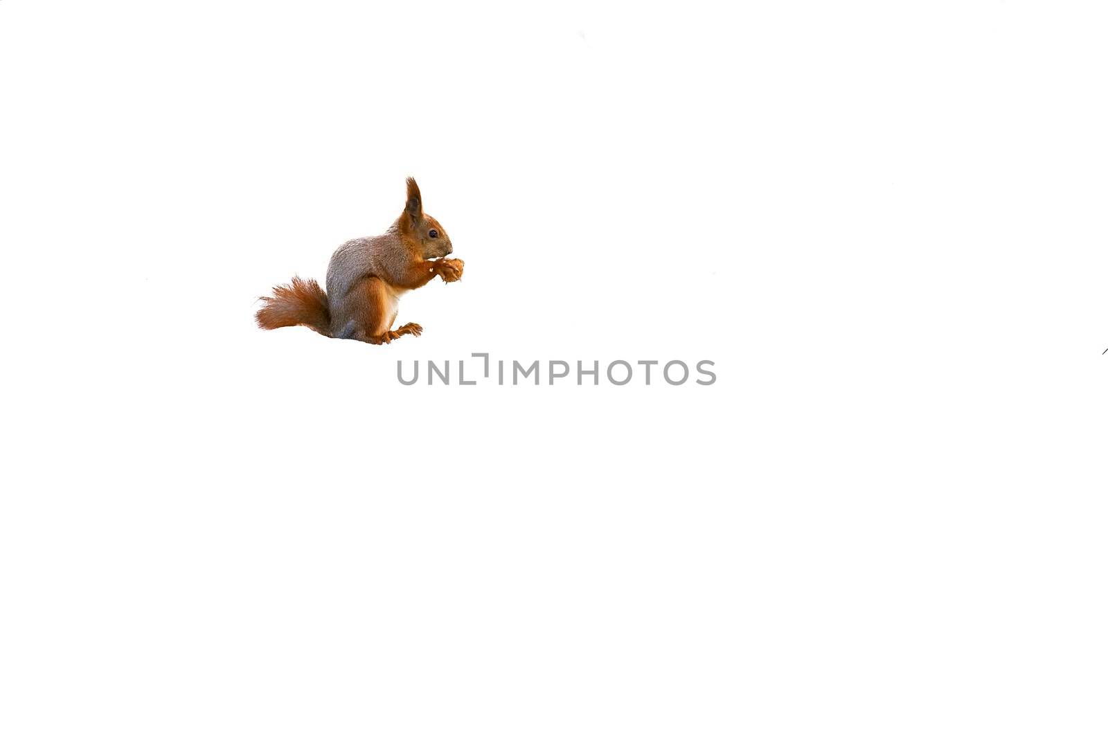 Red squirrel isolated on a white background by jovani68