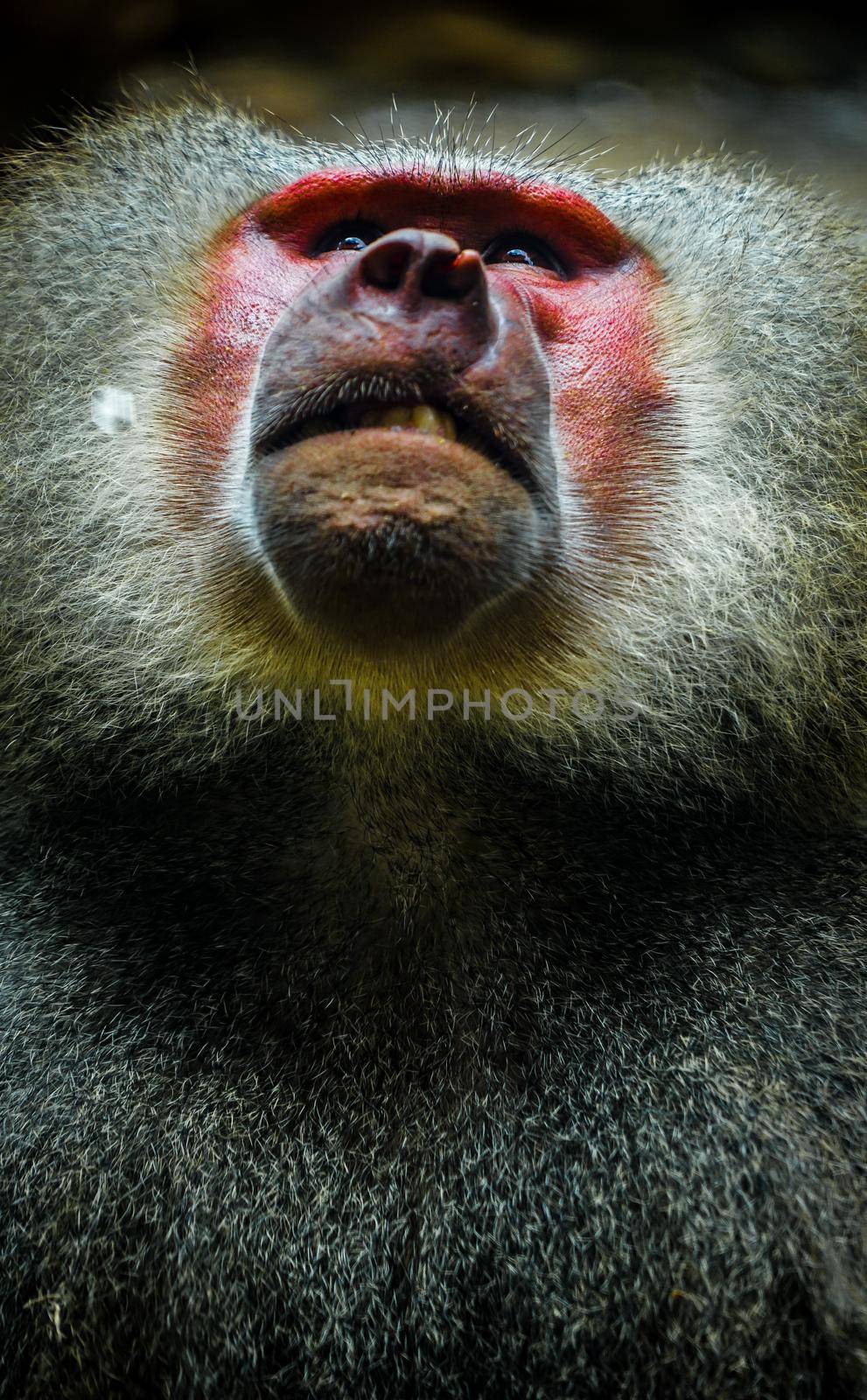 Singapore Zoo Mantobi Image. Shooting Location: Singapore