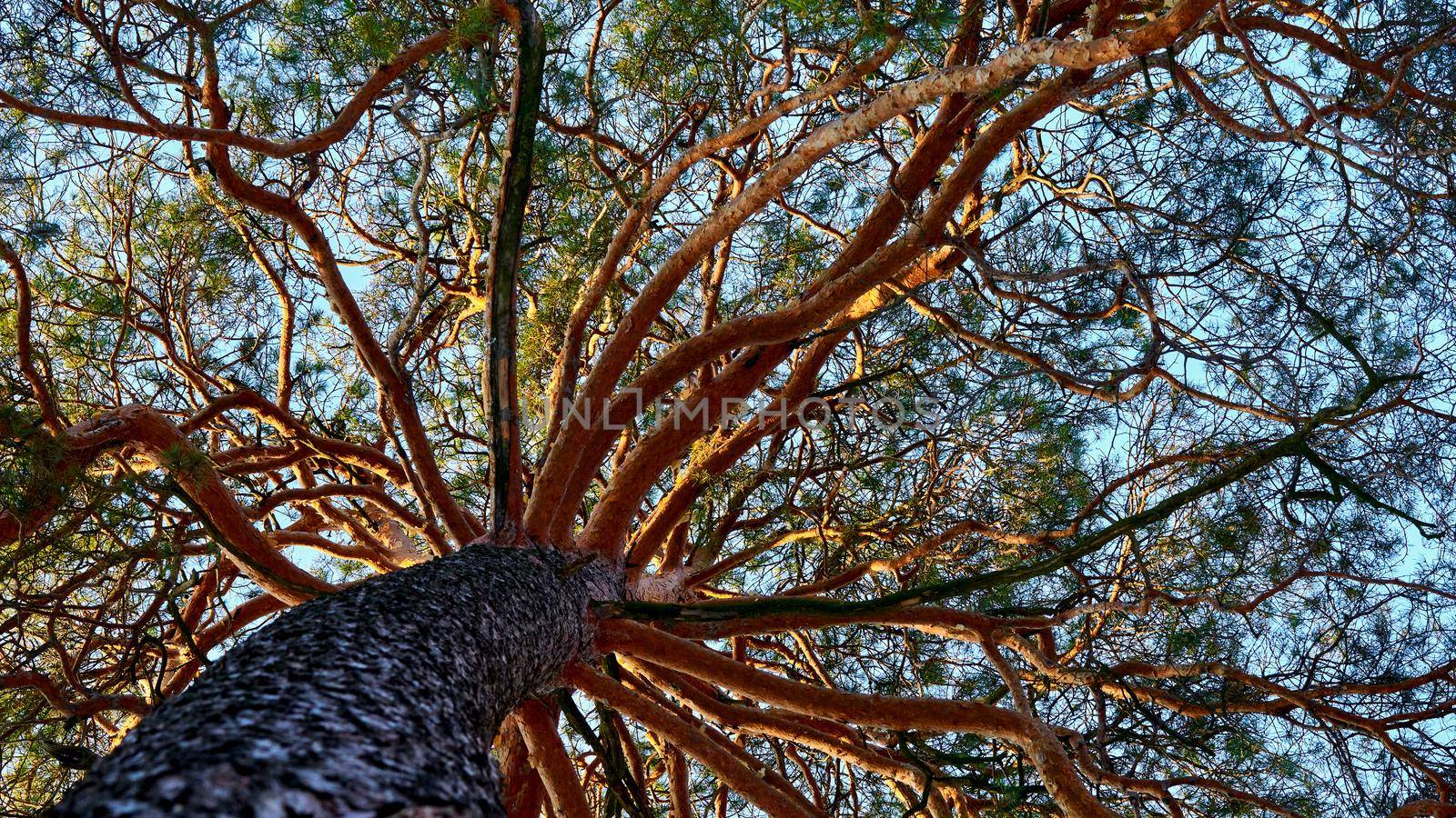 Bottom view of a large copper pine tree with green needles by jovani68