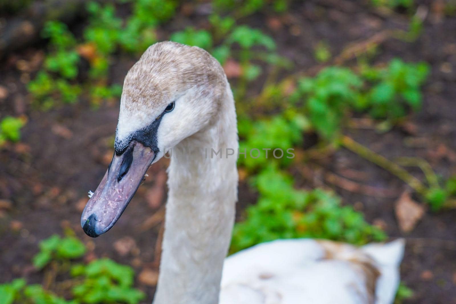 Cute duck of St. James Park. Shooting Location: United Kingdom, London