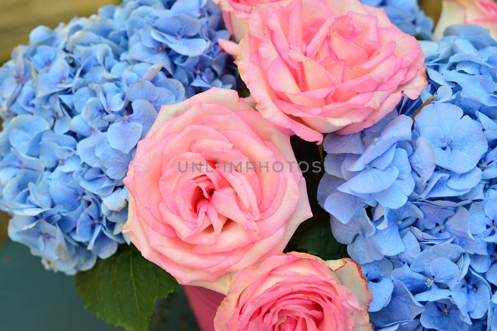 Bouquet of pink roses and blue hydrangea in a vase
